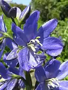 6個の雄蕊があり、5個の葯は黄色で小型、残りの1個の葯は紫色で大型になる。
