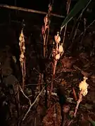 果時に、蒴果は上向きになる