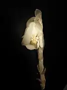 花の内部