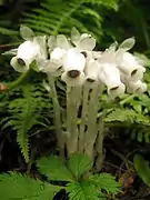 花の先端に雄蕊と柱頭が見える