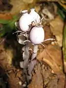 変色する前の果実