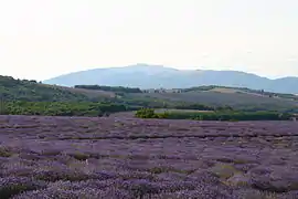 ラベンダー畑からモン・ヴァントゥをのぞむ