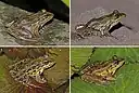 Lithobates taylori