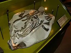 モンタノケラトプス