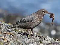 海岸で採食中のメス