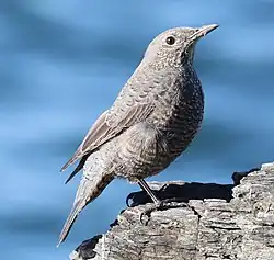 イソヒヨドリのメス、菅島、三重県鳥羽市にて（2021年12月14日撮影）