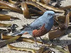 イソヒヨドリのオス、菅島、三重県鳥羽市にて（2015年2月28日撮影）