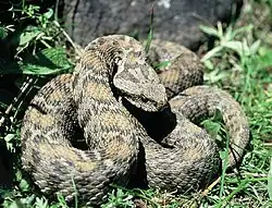 Montivipera wagneri