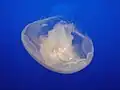 Aurelia sp. (モントレーベイ水族館)