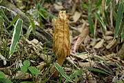 ヒロメノトガリアミガサタケ（Morchella costata）