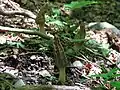 ヒロメノトガリアミガサタケ(Morchella sp.)栃木県レッドデータ カテゴリ「要注目」