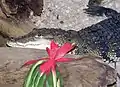 モレレットワニC. moreletii