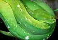 ミドリニシキヘビMorelia viridis