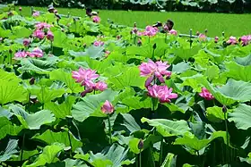 森川花はす田