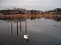 白鳥（2007年4月3日）