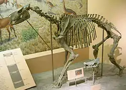 モロプス骨格