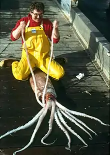 ニュウドウイカの外套は2 m (6.6 ft)に達する(アラスカで捕獲)。
