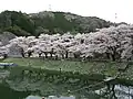 ダムの堤体