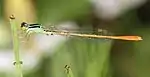 モートンイトトンボのオスMortonagrion selenion