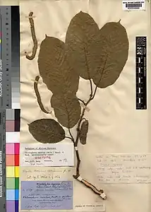 ヴェルヴィッチュによりクアンザ・ノルテ州ゴルンゴ・アルトで採取されたクワ科のイロコ Milicia excelsa (Welw.) C.C.Berg のアイソタイプ (キュー王立植物園所蔵)