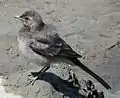 セグロセキレイの幼鳥