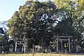 神木のスダジイ