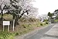 墳丘左に後方部、右奥に前方部（島名神社）。