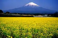 春 (2000年4月6日)麓では雨でも山上では冠雪する
