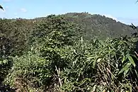 東側の稜線部から望む猪臥山の山頂部