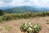 切り開かれた笹原の狭い山頂に三角点が設置されている