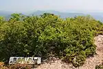 横山岳東峰の山頂