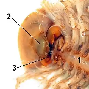 カブトエビの大顎(3)