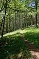 裸山付近の登山道