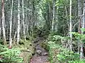 木賊山への登山道