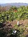 東峰にある三角点と七ヶ岳（奥）