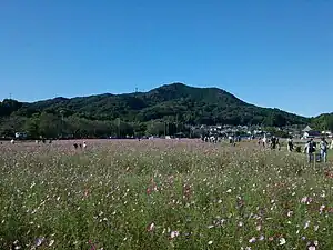 コスモス畑と日和田山