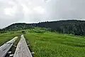 平坦な苗場山山頂部。小赤沢ルートの和山分岐より山頂方向を望む