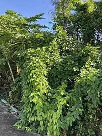 黄色みががった若葉