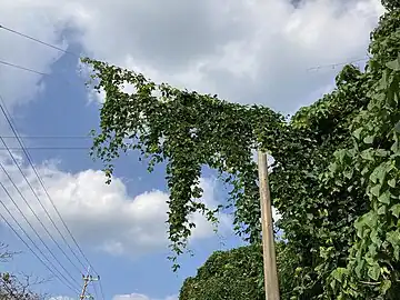 電柱に這うワニグチモダマ