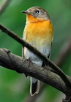 ムギマキ