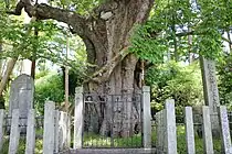 玉垣で囲まれている。