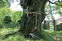 北西側より見た主幹。北側に面した下部は欠損している。