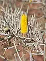 マルガ(Acacia aneura)