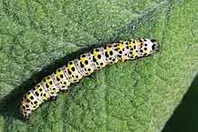 ビロードモウズイカを食べる Mullein moth の幼虫。