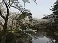桜の時期の村松公園