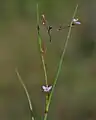 ヒロハイボクサMurdannia edulis