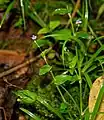 ハナイボクサMurdannia spirata