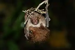 コテングコウモリ
