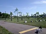 コスモスの広場