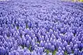 Muscari